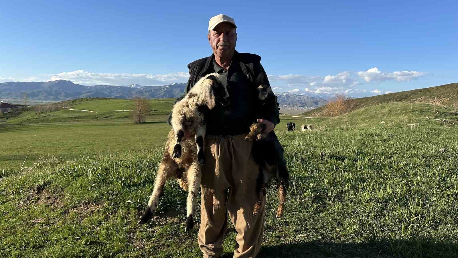 Y&uuml;ksekovalı &ccedil;ift&ccedil;iden vefa &ouml;rneği: Engelli hayvanları bebek şefkatiyle b&uuml;y&uuml;t&uuml;yor
