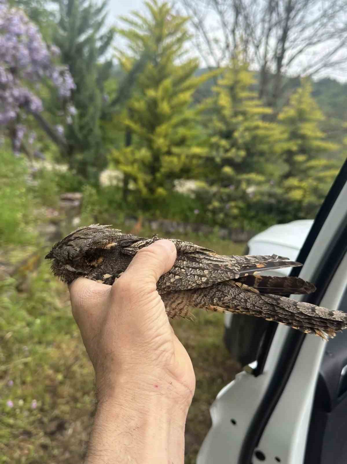 Sinop’ta yaralı kuşa şefkat eli