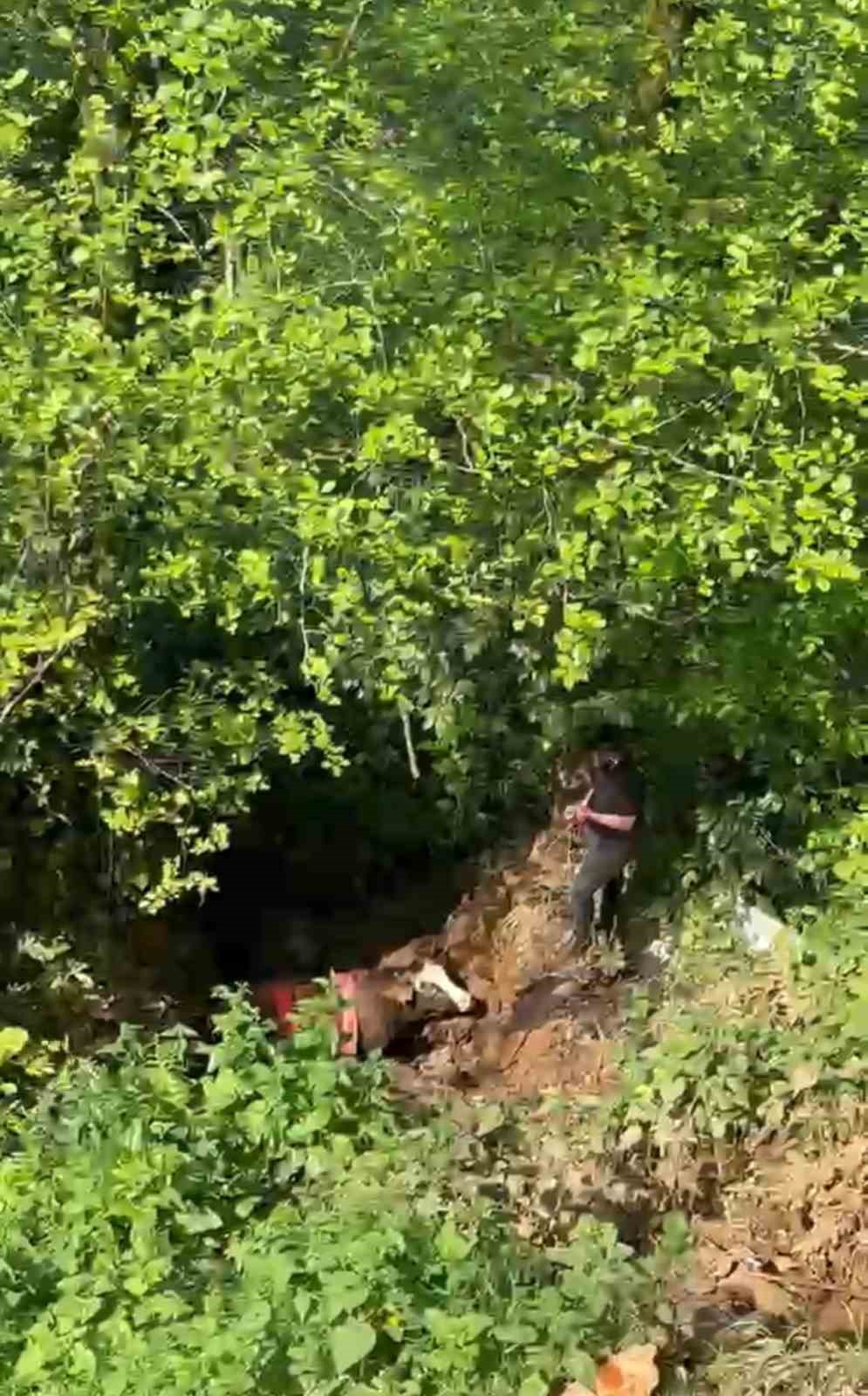 Rize&rsquo;de dere yatağına d&uuml;şen inek vin&ccedil;le kurtarıldı
