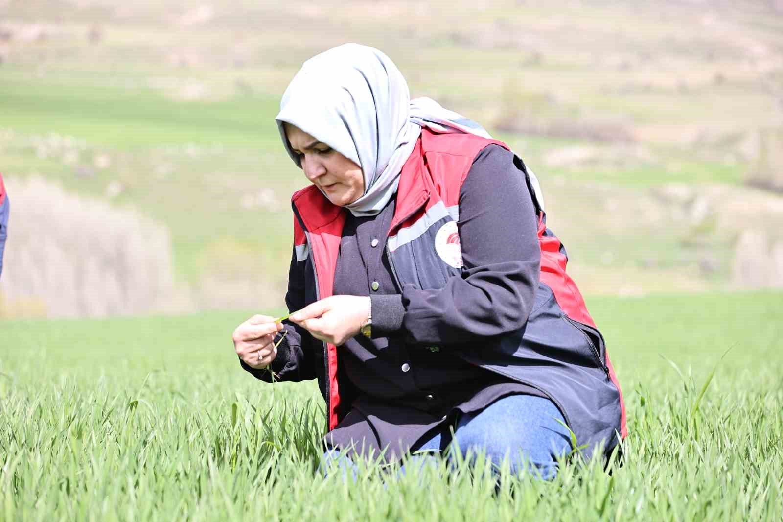 Yağışlar sonrası &ccedil;ift&ccedil;ilere hububat tarlalarında hastalık riski uyarısı: "Hastalık &ccedil;ıkmadan &ouml;nce alınan tedbirler verimi korur"
