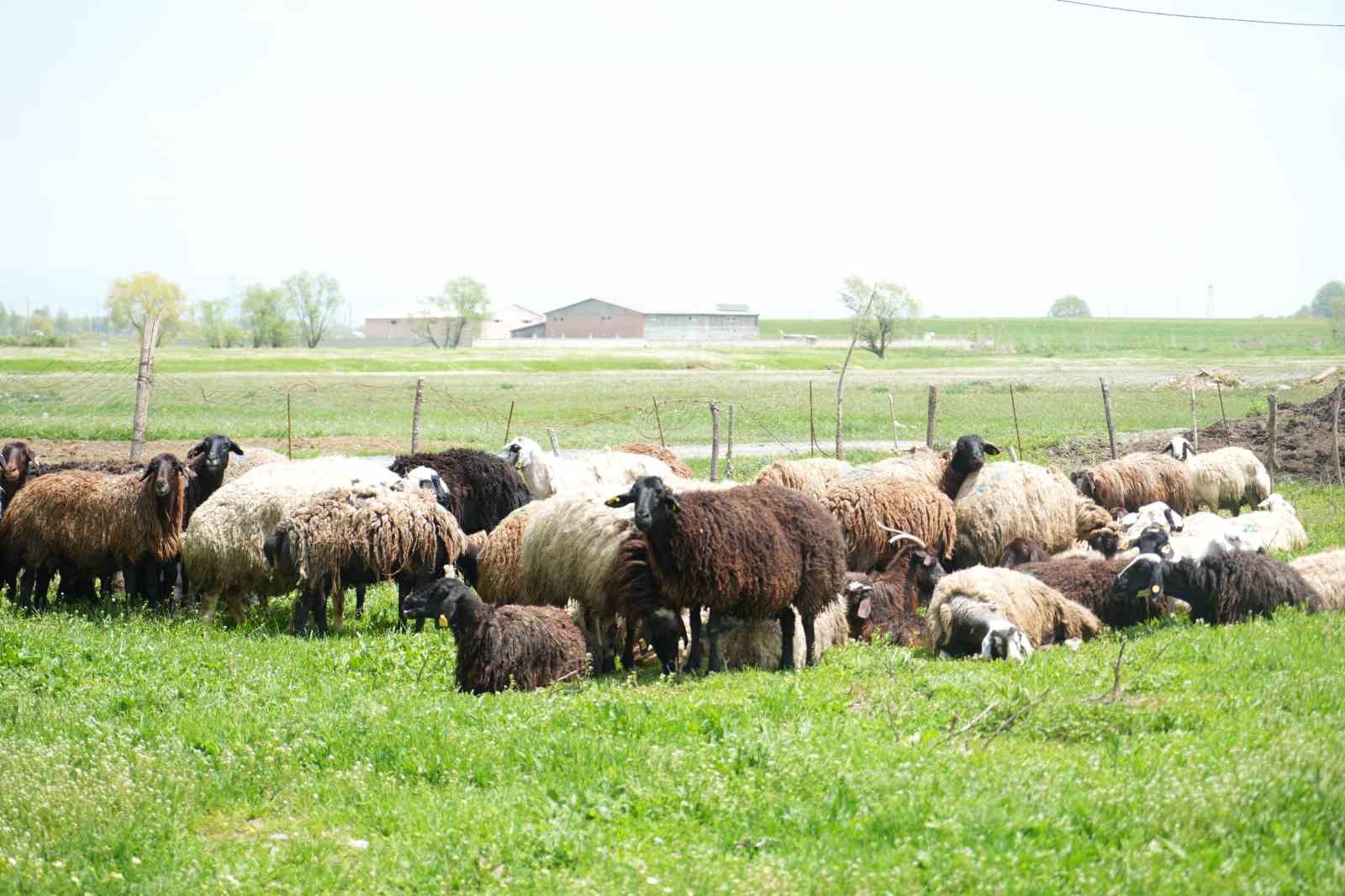 Muş&rsquo;ta hayvan pazarlarında beklenen hareketlilik yaşanmıyor
