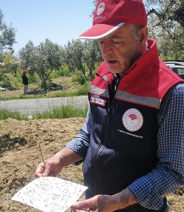 Şark&ouml;y&rsquo;de zeytin &uuml;reticilerine kritik uyarı
