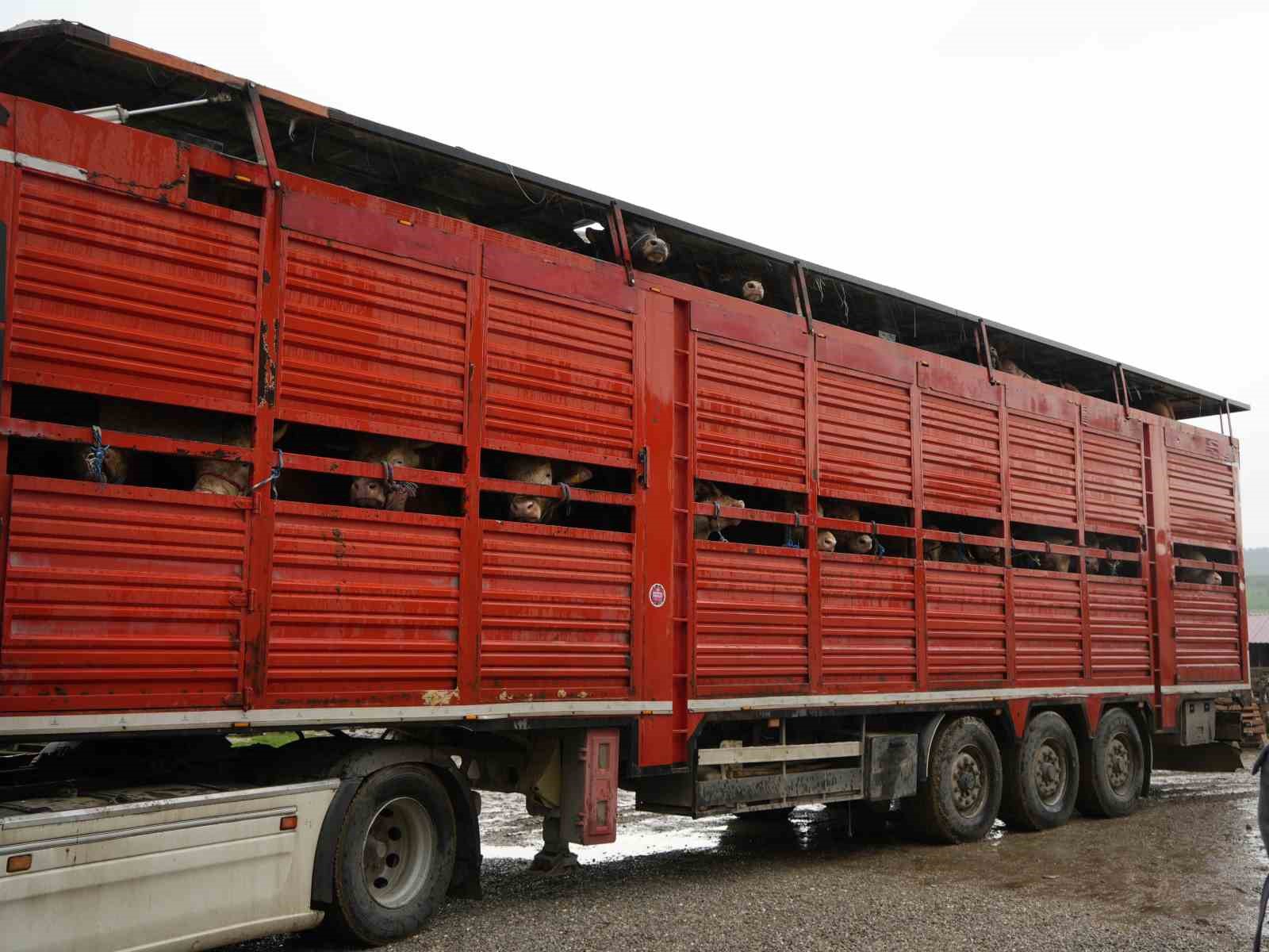 Kastamonu&rsquo;dan İstanbul&rsquo;a kurbanlık hayvan sevkiyatları başladı
