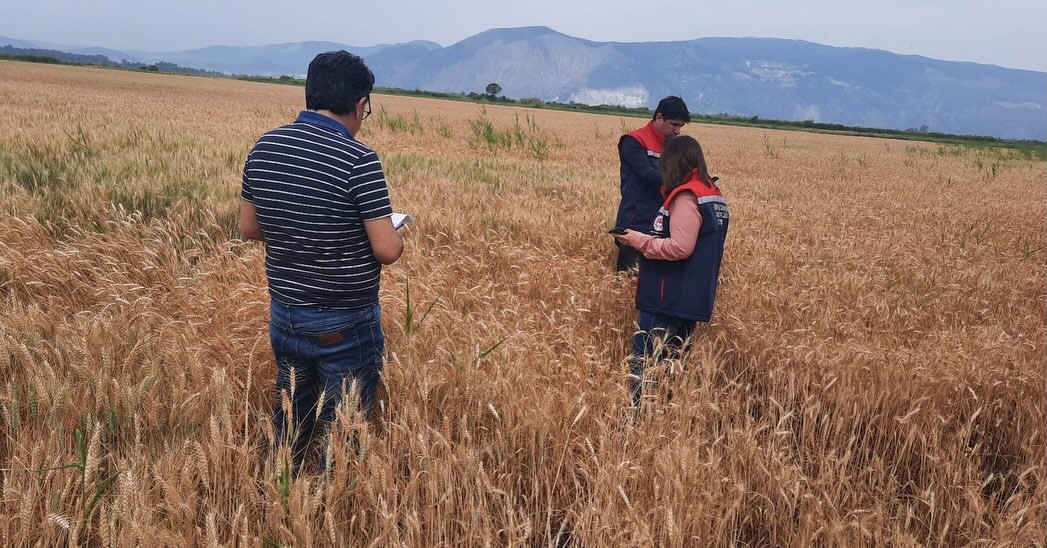 Söke’de hububat tarlalarında sıkı denetim