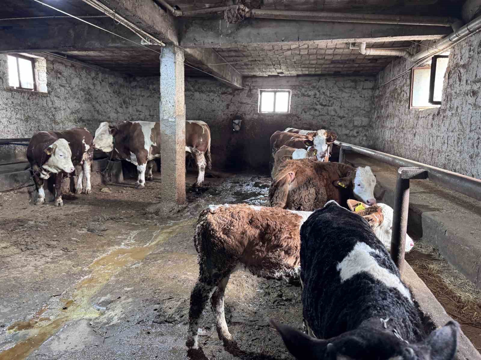 1 tonluk &rsquo;Kocaoğlan&rsquo; alıcısını bekliyor
