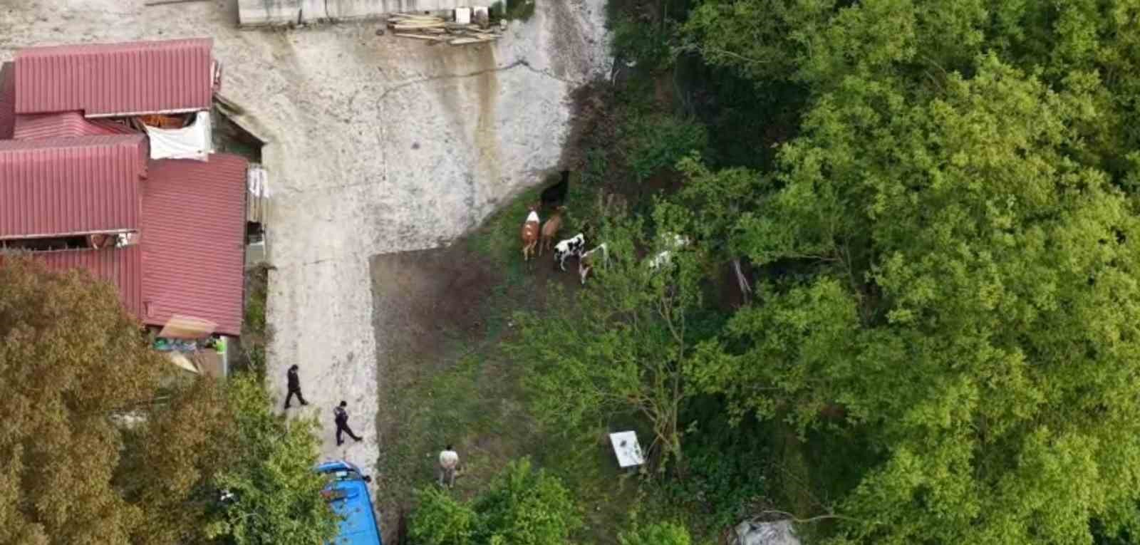 Vatandaşın kaybolan büyükbaşlarını jandarma dron ile buldu
