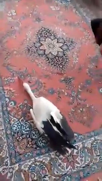 Yaralı leyleğe sahip &ccedil;ıktı
