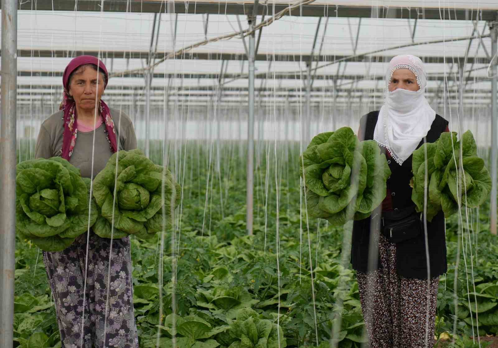 Erzincan&rsquo;da sera marulunda hasat başladı
