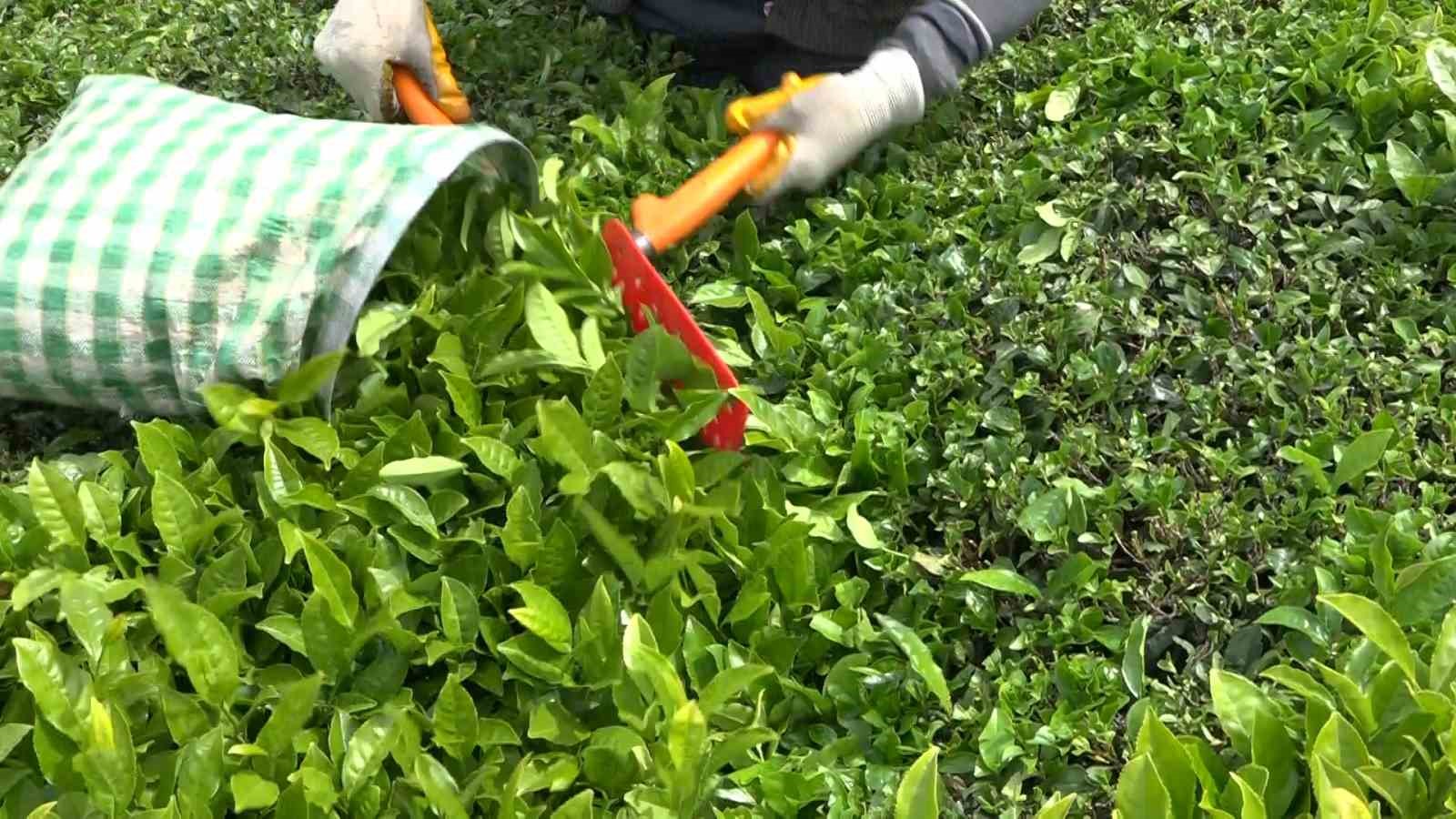 A&ccedil;ıklanan yaş &ccedil;ay taban fiyatı Rizelileri sevindirdi

