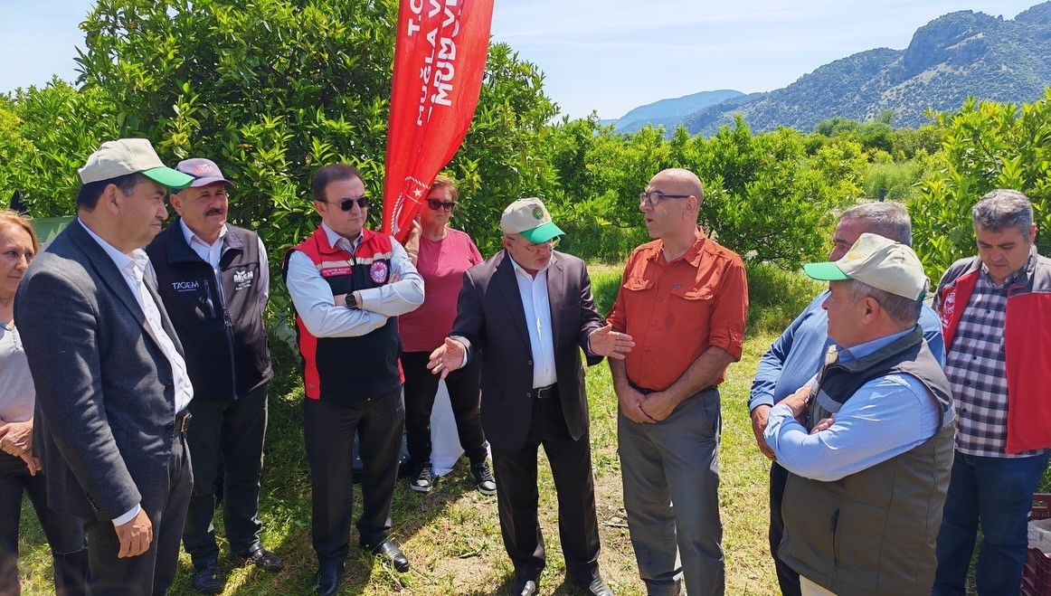 Muğla&rsquo;da turun&ccedil;gil bah&ccedil;elerinde doğa dostu m&uuml;cadele d&ouml;nemi başladı
