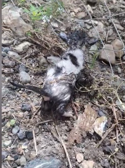 Osmaniye&rsquo;de kiler yangınında kedi ve yavruları kurtarıldı
