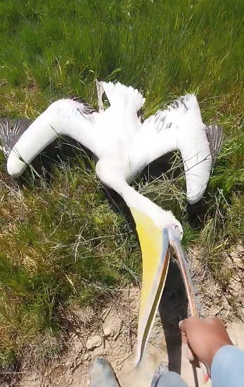 Pelikan s&uuml;r&uuml;s&uuml;n&uuml; tarlada g&ouml;ren &ccedil;ift&ccedil;ilerin tarifi ilgi &ccedil;ekti
