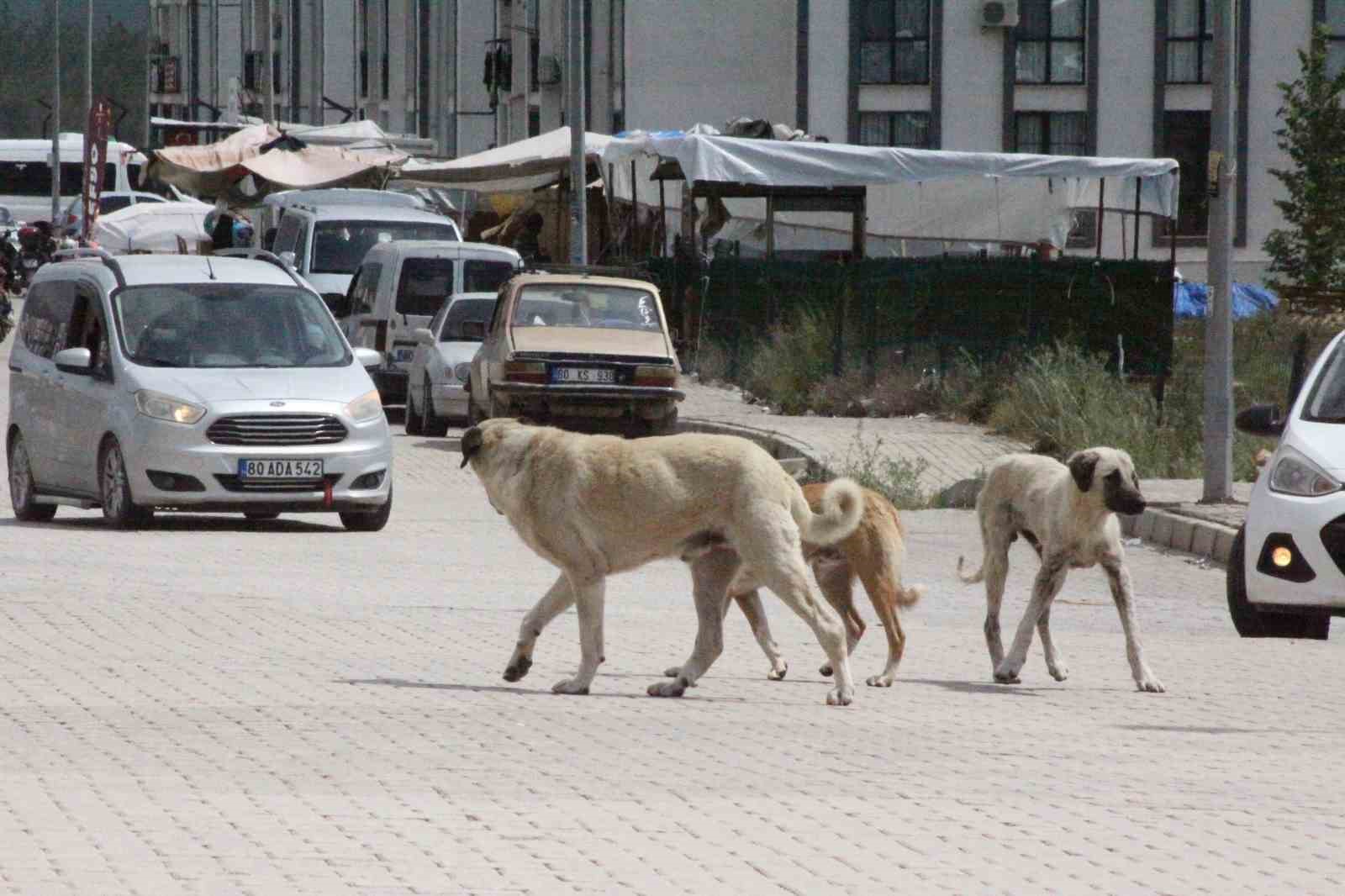 Sokak köpeklerinin saldırdığı 7 yaşındaki çocuk korku dolu anlar yaşadı