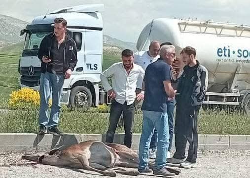 Beypazarı’nda otomobilin çarptığı geyik ağır yaralandı