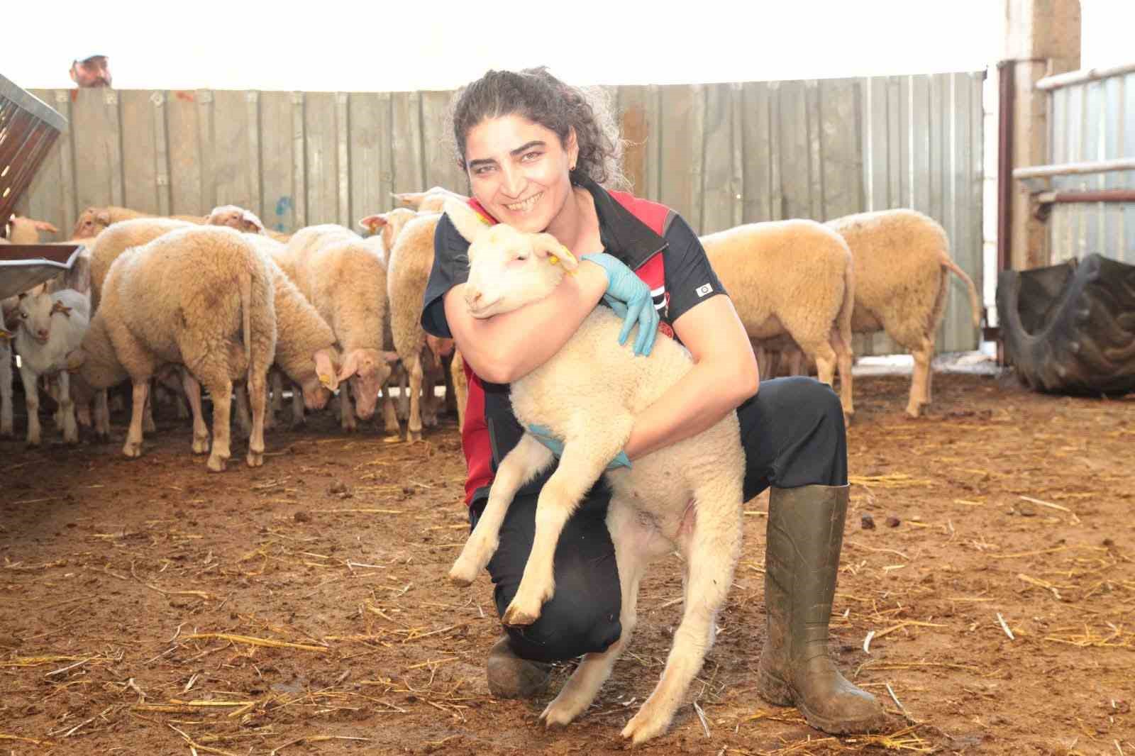 Çanakkale’de küçükbaş hayvan sağlığı için ekipler sahada
