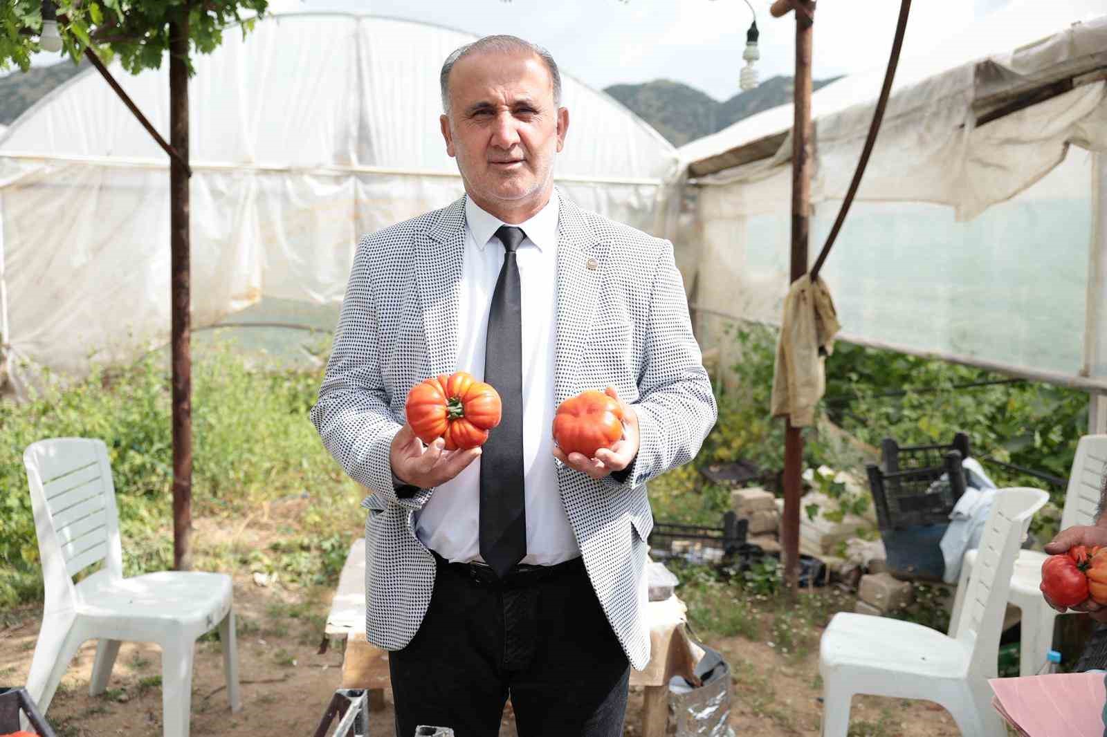 Başkan Kaya, çiftçiler gününde domates hasadına katıldı
