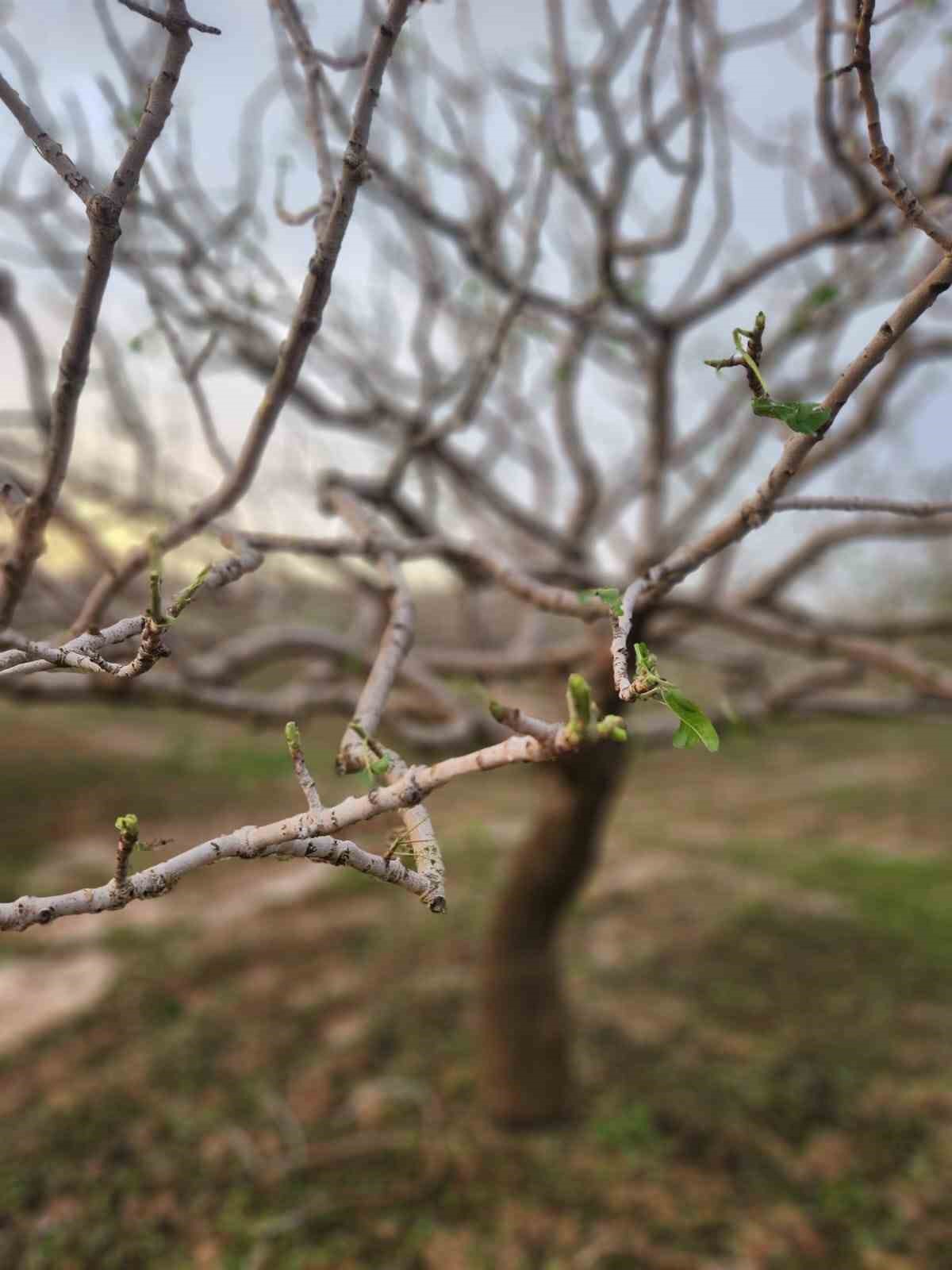 Gaziantep Kent Konseyi’nden Çiftçiler Günü mesajı
