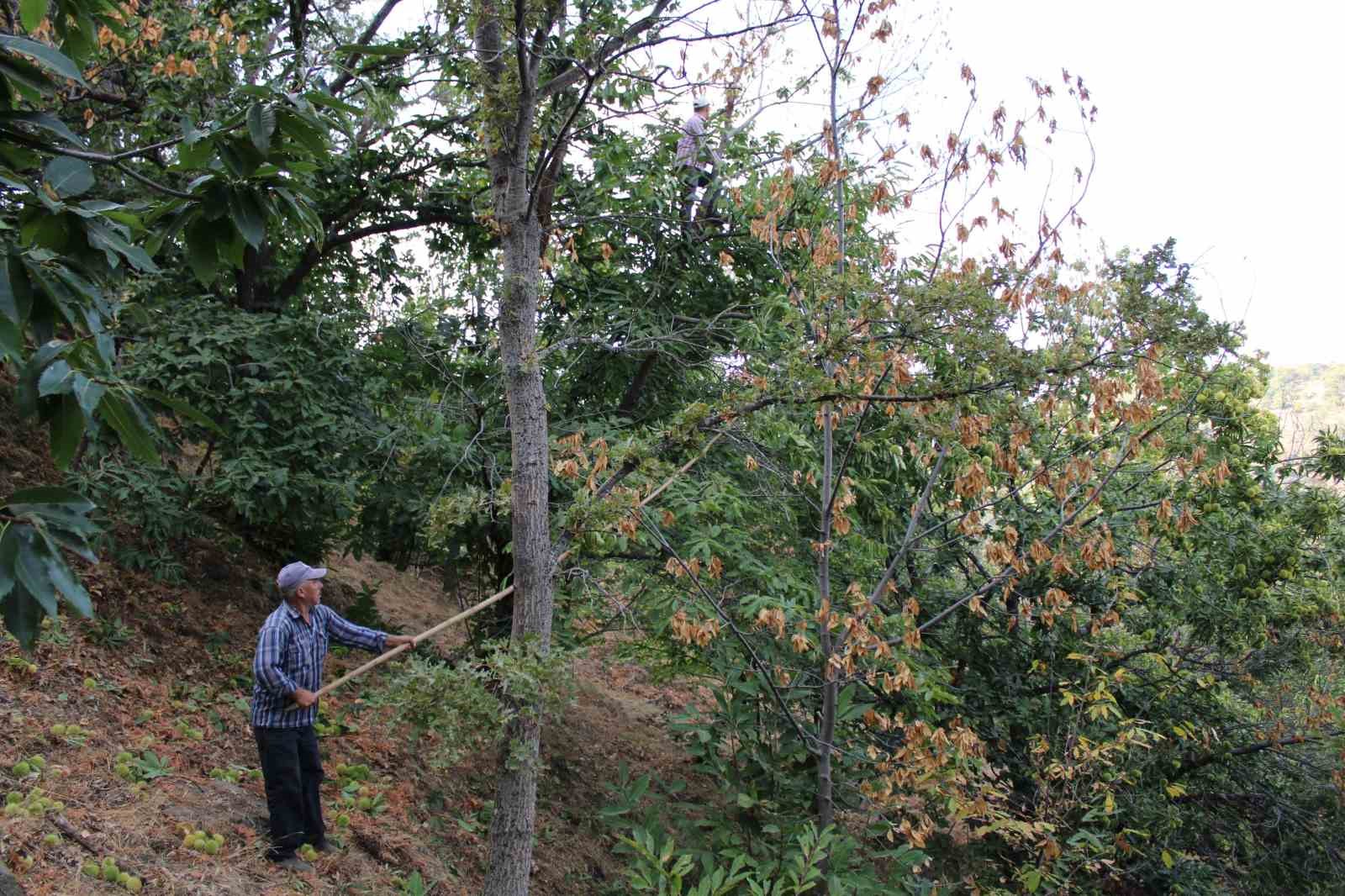 Kestane üreticilerine gal arısı uyarısı
