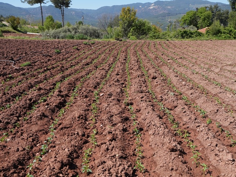 Kale Biberi fideleri toprakla buluştu
