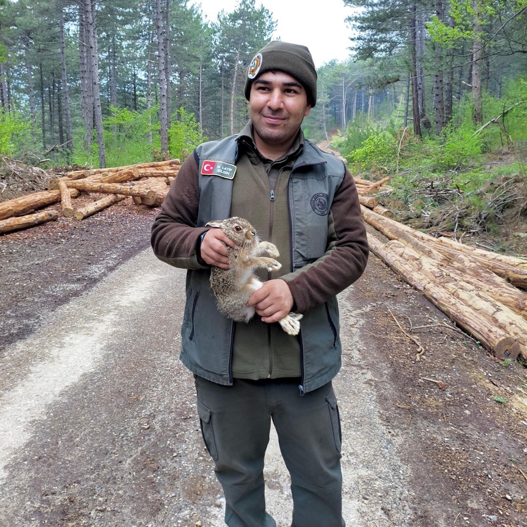 Bolu’da tomrukların arasına sıkışan yavru tavşanı ormancılar kurtardı