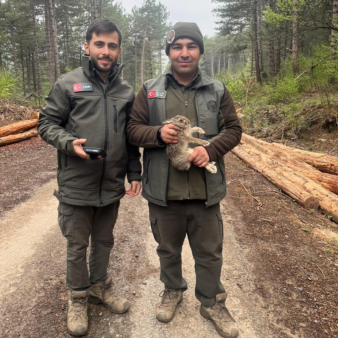 Bolu’da tomrukların arasına sıkışan yavru tavşanı ormancılar kurtardı