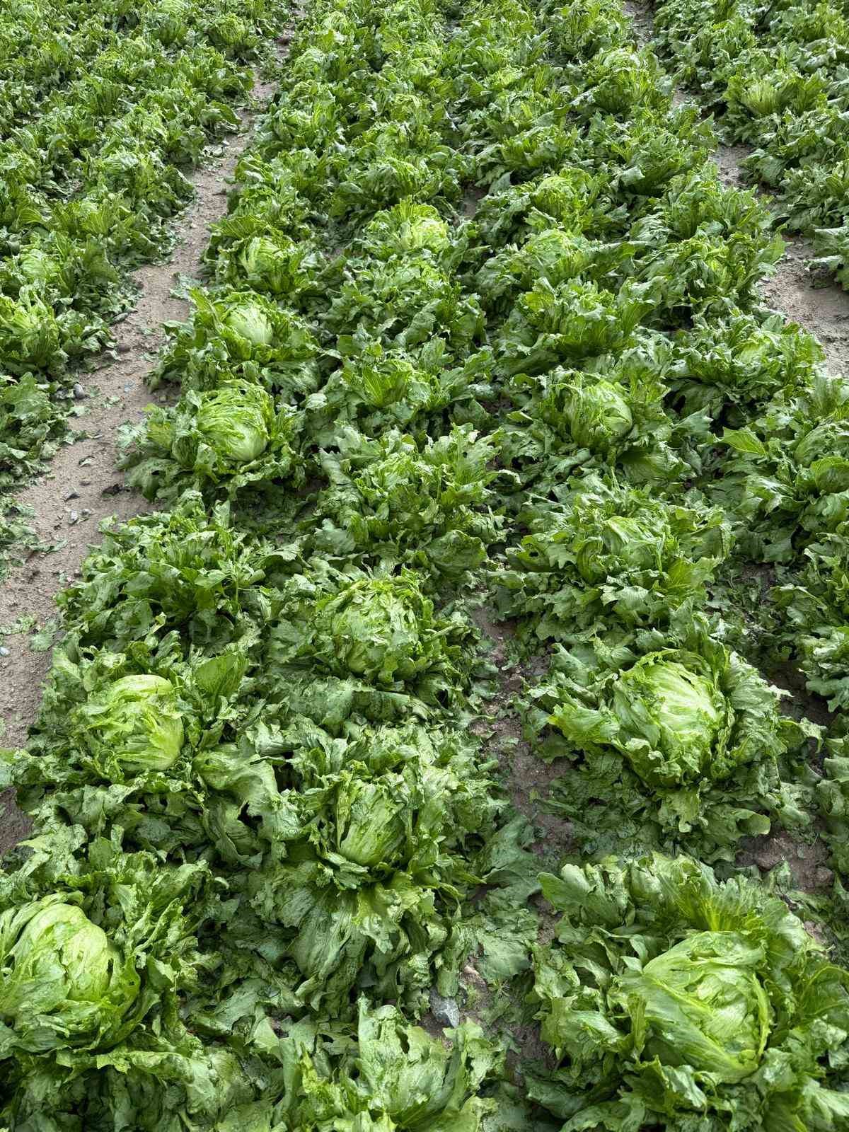 Beypazarı&rsquo;nda dolu yağışı etkili oldu
