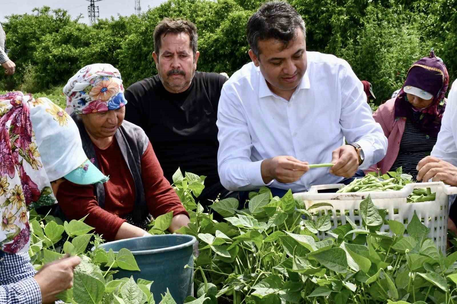 Bin d&ouml;n&uuml;m arazide ekimi yapılan fasulyede bereketli hasat
