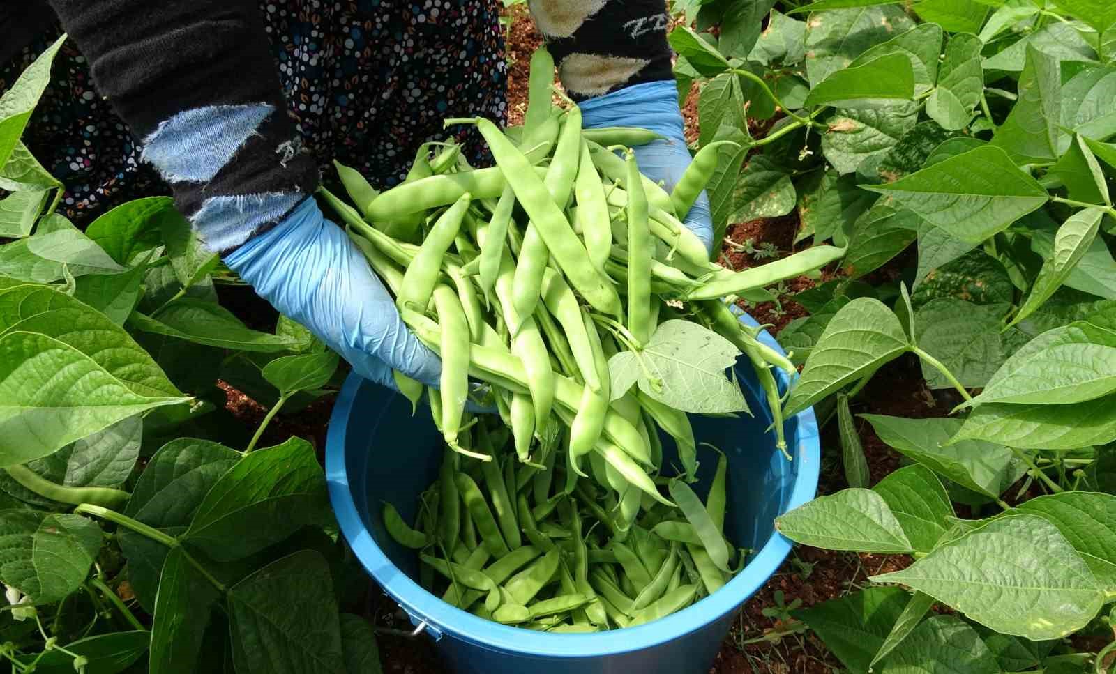 Turfanda &rsquo;sarıkız&rsquo; hasadı başladı: Kilosu 100 TL&rsquo;den alıcı buldu
