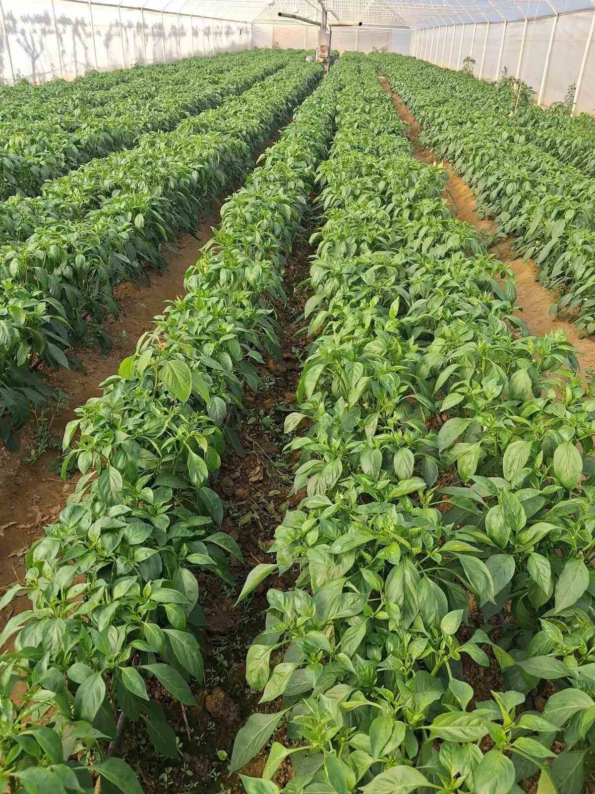 Ata tohumu Emcelli Biberi kilosu 400 TL’den satılıyor