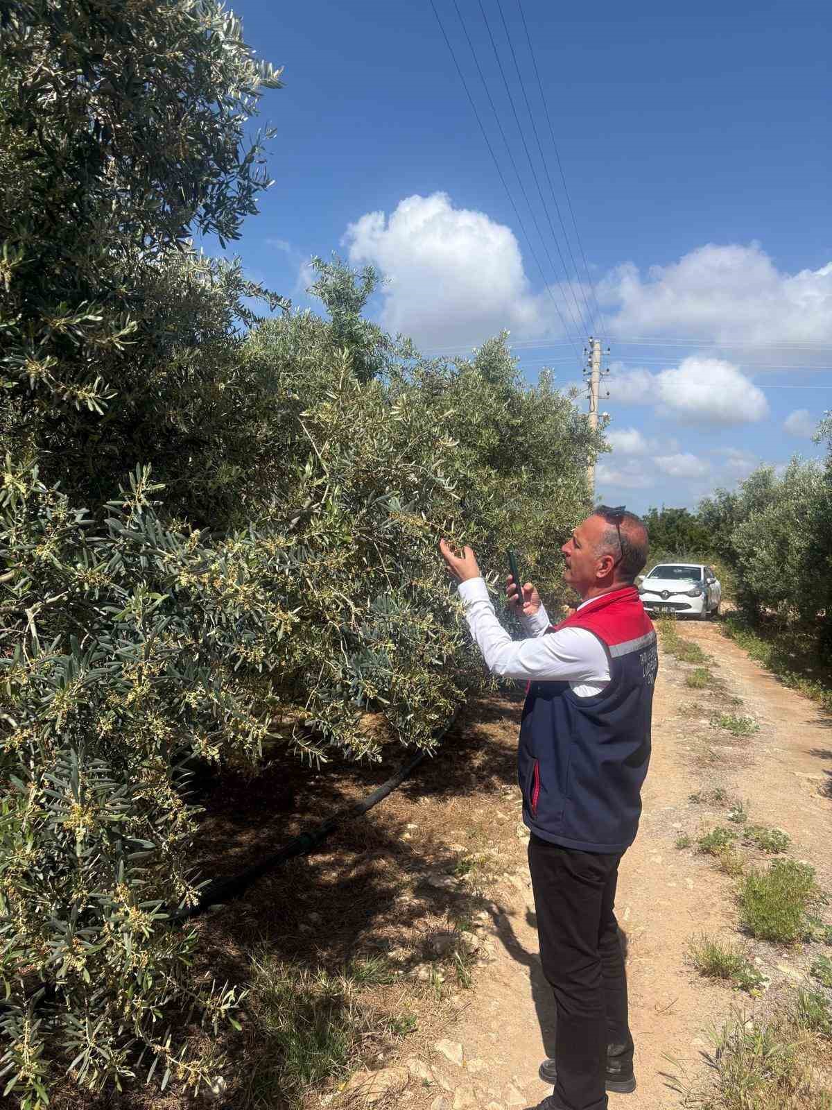 Didim’de zeytin verim tespit çalışmaları başladı
