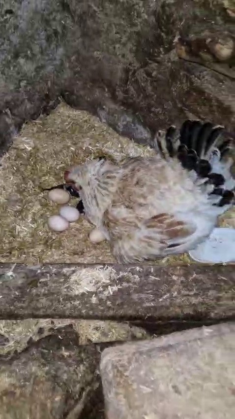 Tavuk ile kedi arasında "Annelik krizi" kamerada