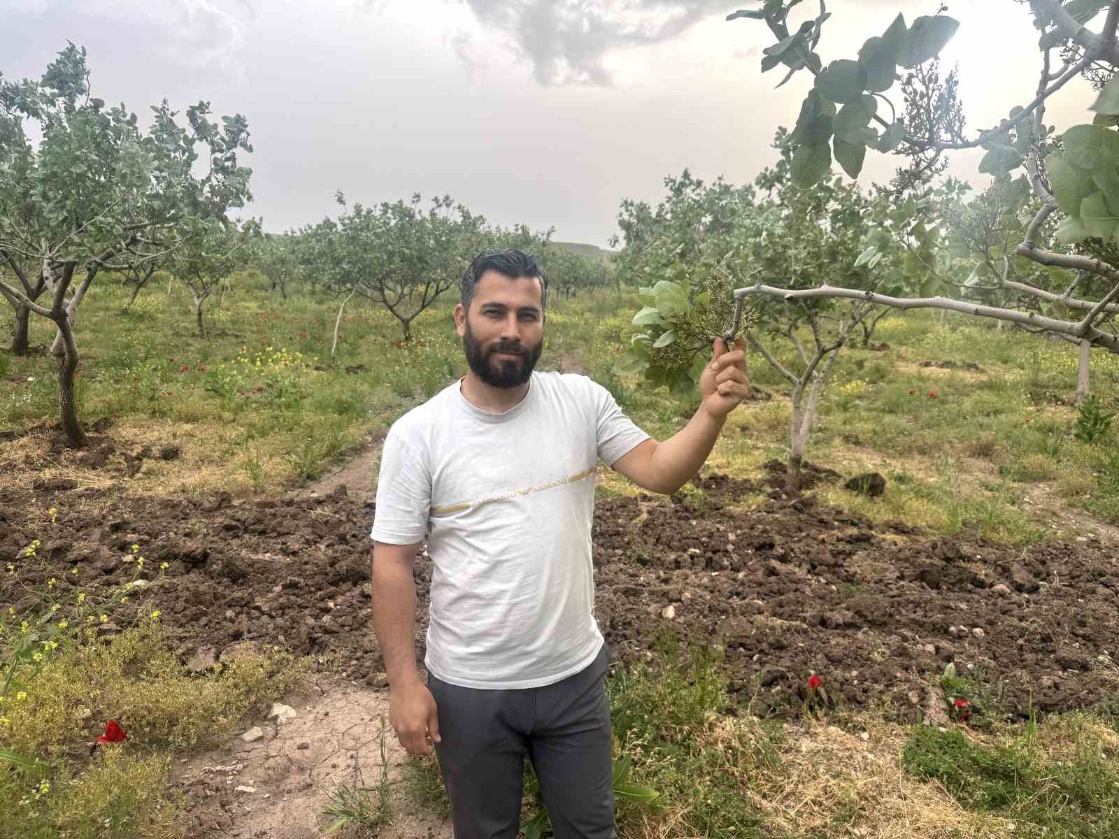 Komşu illerde aşırı yağışlar nedeniyle Siirt fıstığında rekolte ve talebin artması bekleniyor