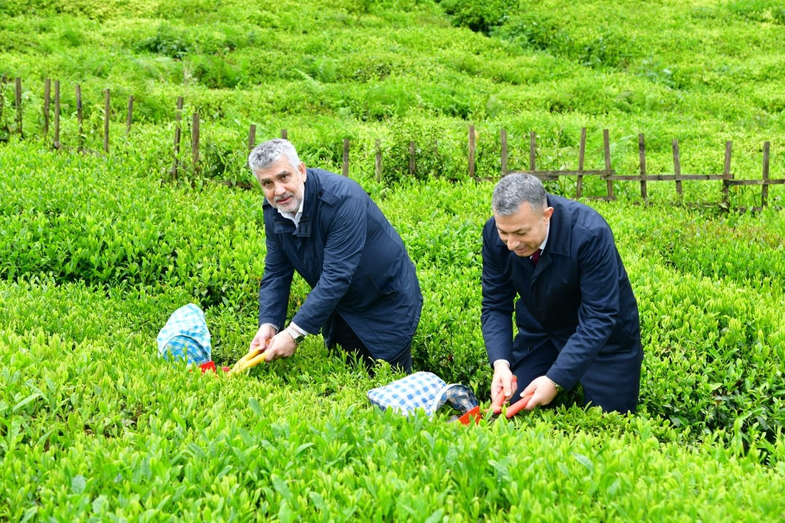 Trabzon’da yaş çay sezonu dualarla açıldı
