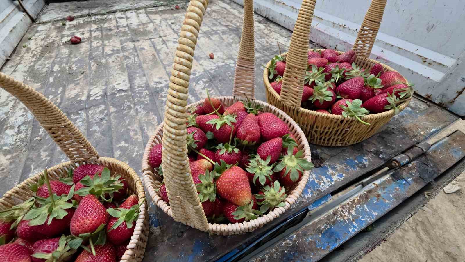 Aromasıyla ağızlarda tat bırakan Hassa &ccedil;ileğinin hasadına başlandı

