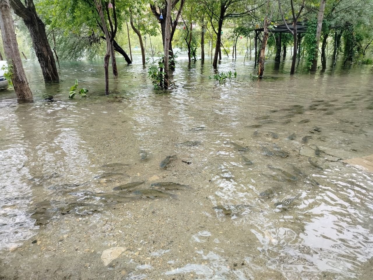 Fırat Nehri&rsquo;nde akıntı arttı: Binlerce balık kıyıya akın etti
