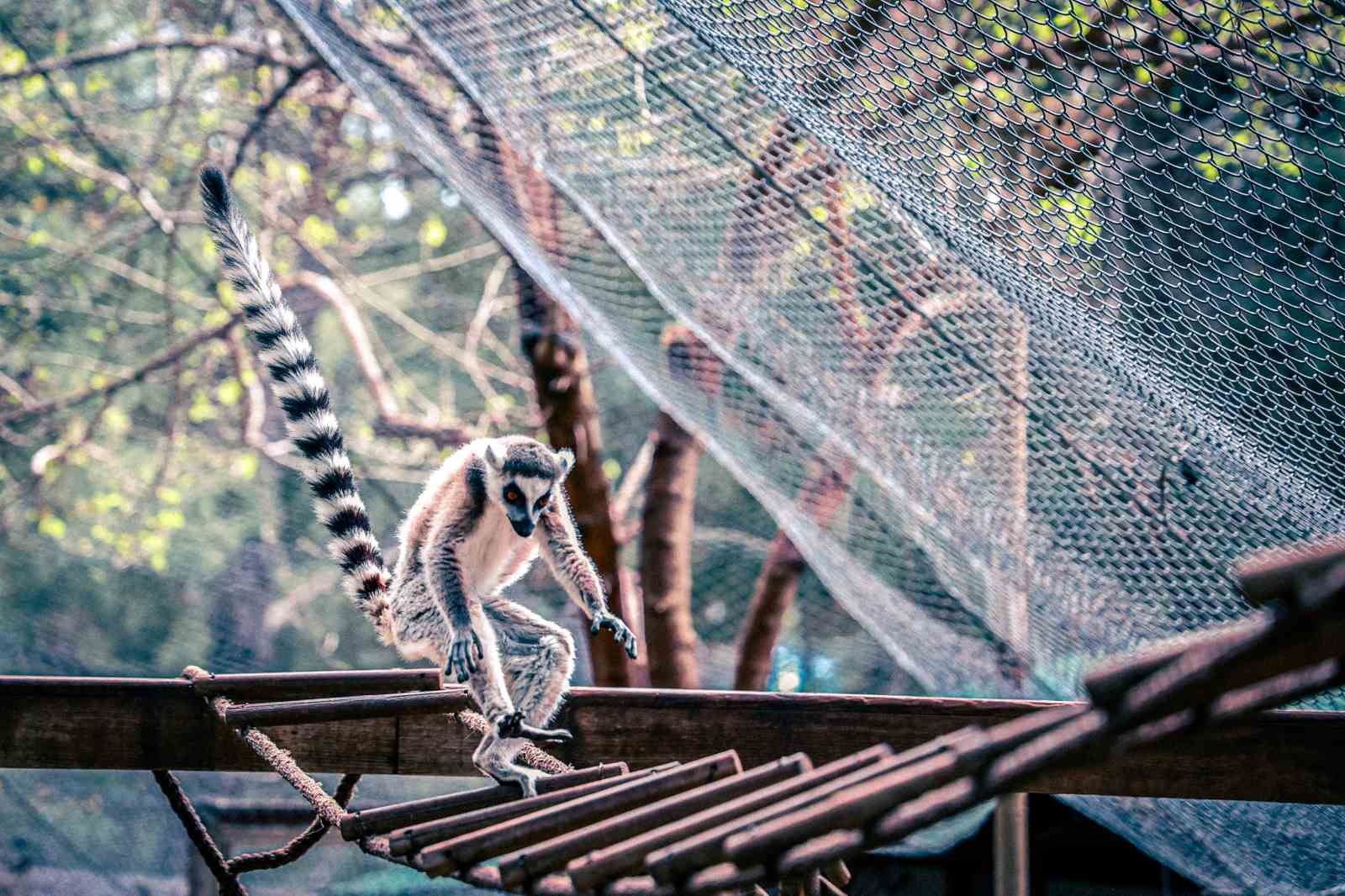 Antalya Doğal Yaşam Parkı&rsquo;nda yavru lemur sevinci
