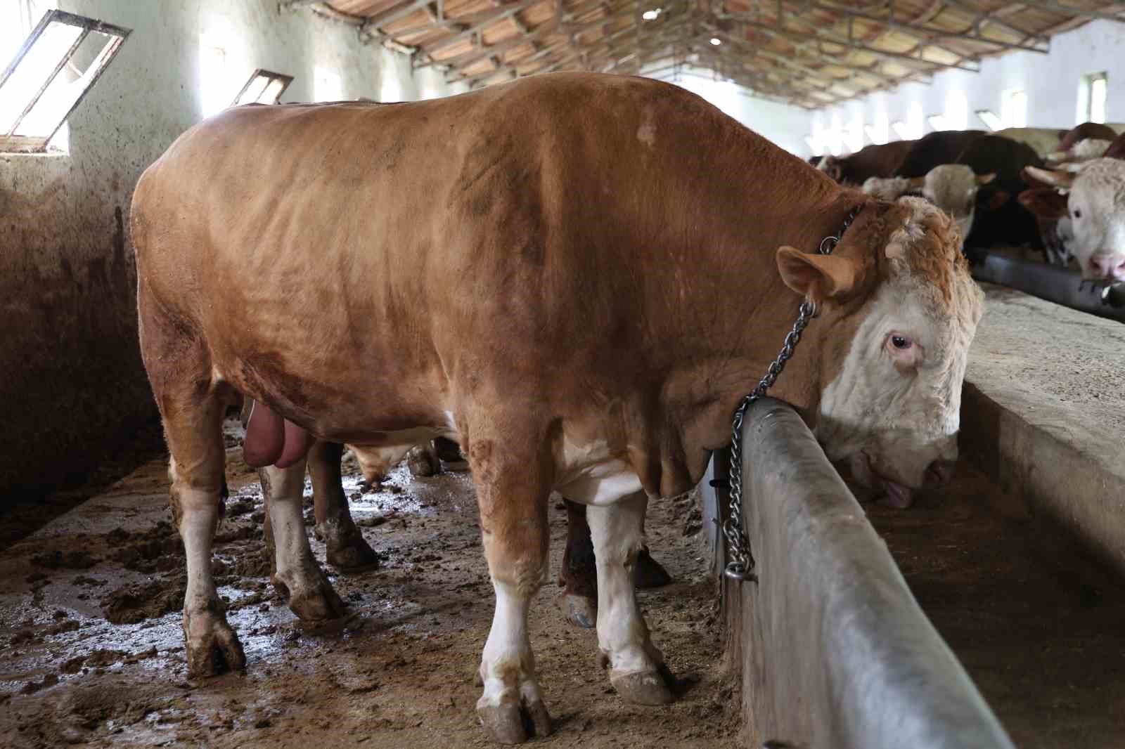 Elazığ’da 1 ton 200 kiloluk isimsiz tosun, alıcısını bekliyor 