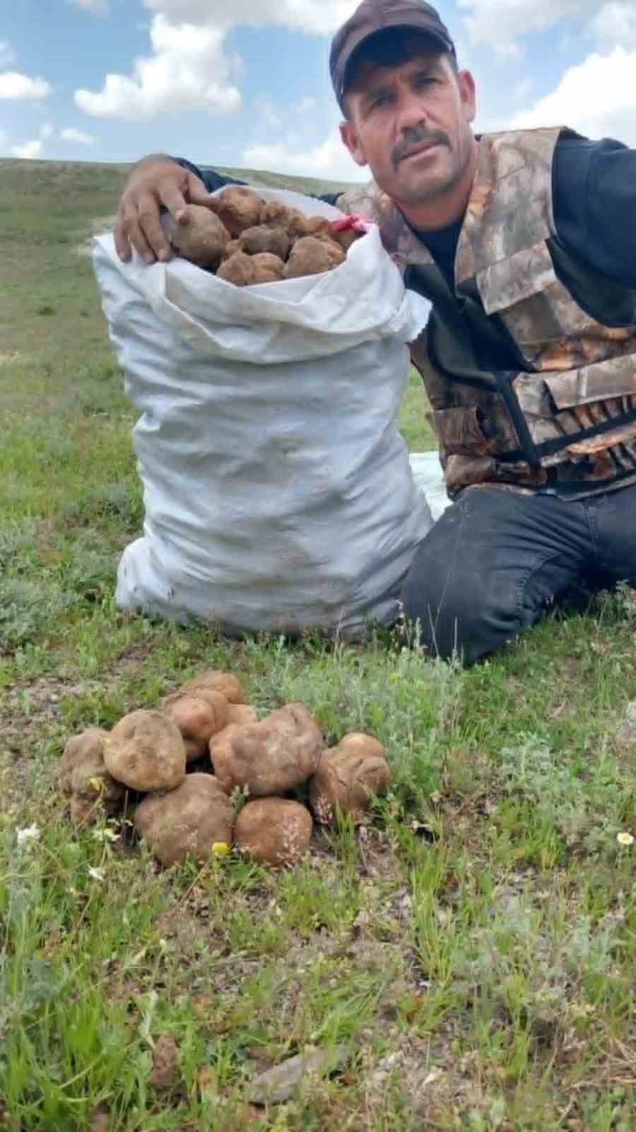 "Dolaman kurdu" g&uuml;nde 60 bin liralık mantar buluyor
