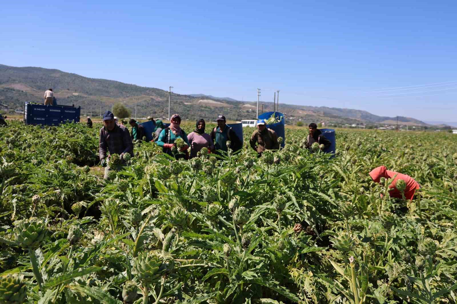 Yeşil elmas enginarın g&ouml;r&uuml;nmeyen mesaisi y&uuml;z g&uuml;ld&uuml;r&uuml;yor
