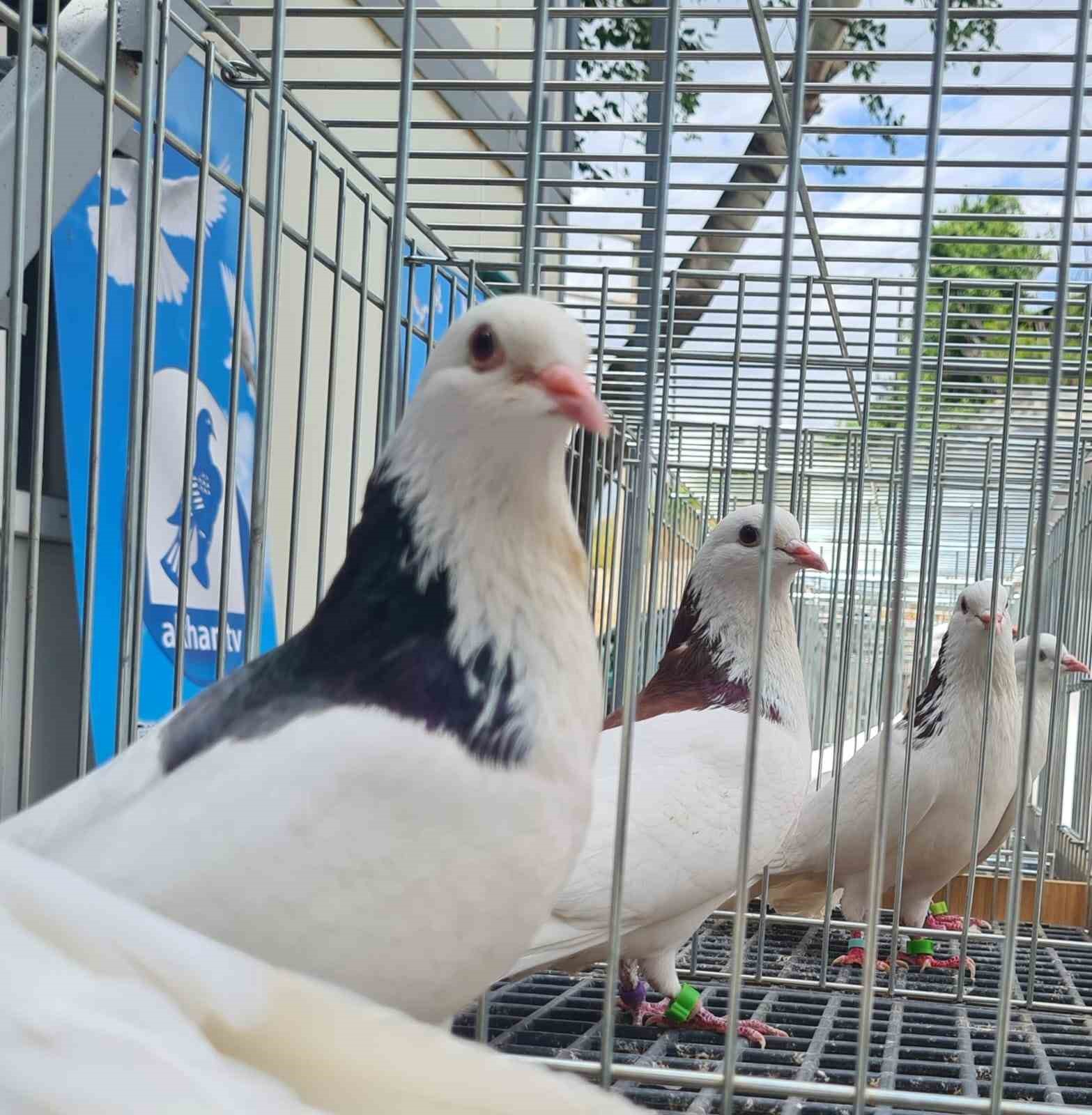 Denizli&rsquo;nin asırlık mirası Dolap&ccedil;ı g&uuml;vercinleri g&uuml;zellikleriyle b&uuml;y&uuml;ledi
