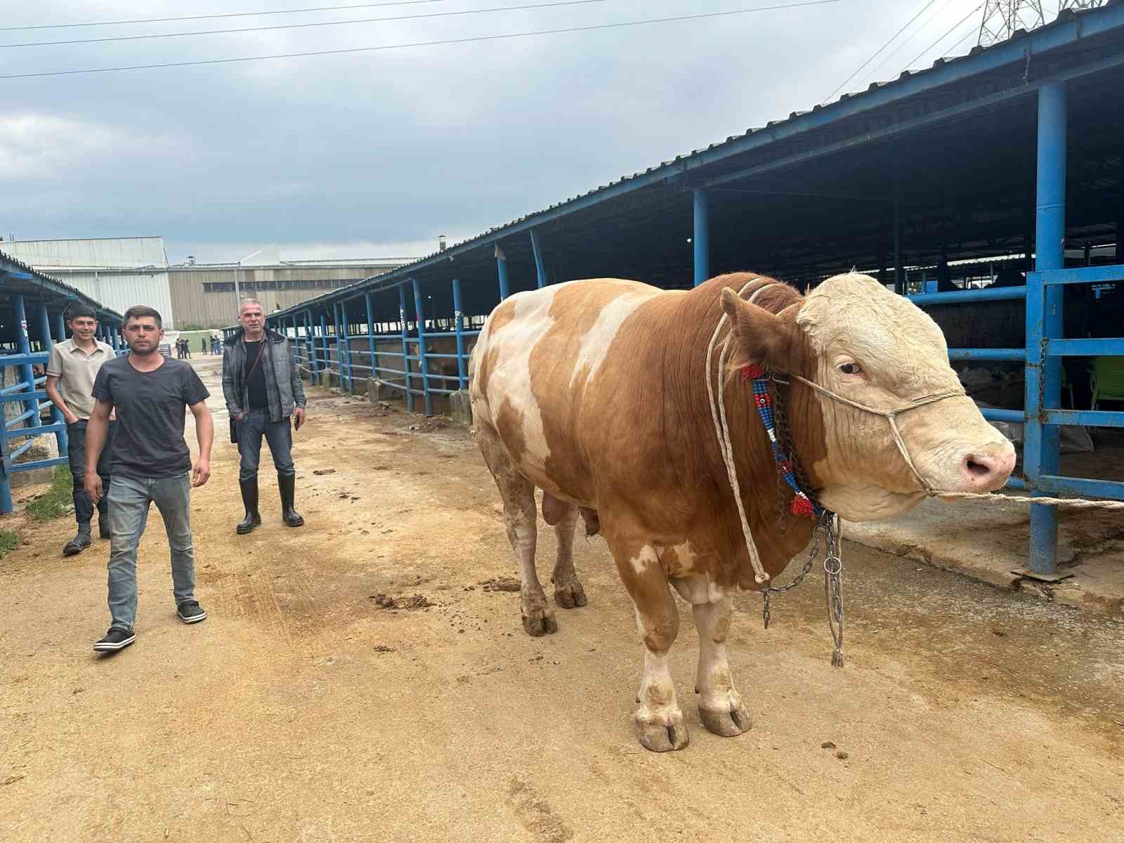 Bursa&rsquo;da kurbanlık şampiyonu g&ouml;r&uuml;c&uuml;ye &ccedil;ıktı: Tam 1,2 ton
