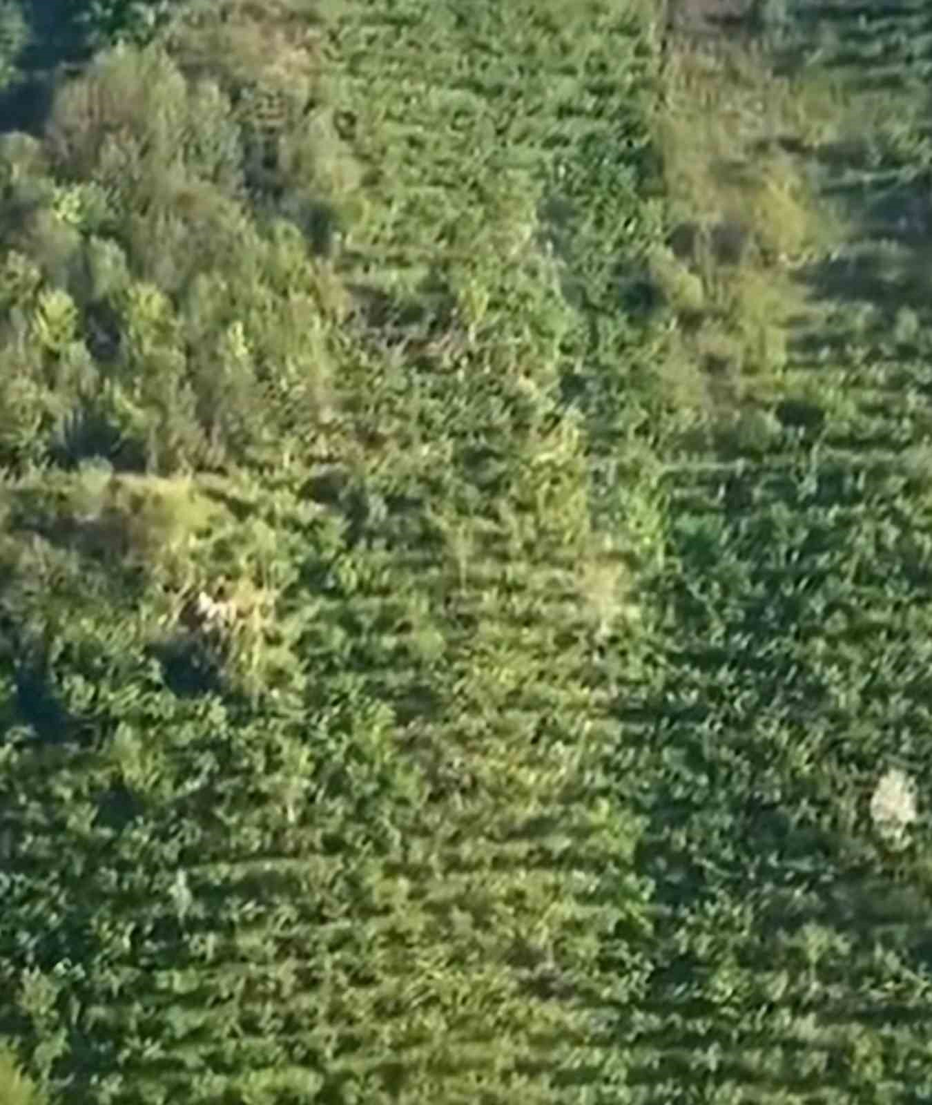 Yüzlerce metrelik yamaçtan böyle yuvarlandı