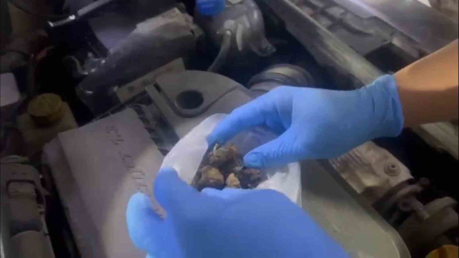 Bagaj ve kaputa gizlenen uyuşturucuyu narkotik köpeği ‘Ayar’ buldu