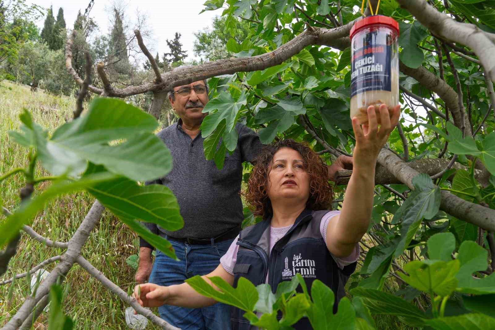 Tireli incir üreticisine ekşilik böceğine karşı tuzak dağıtıldı