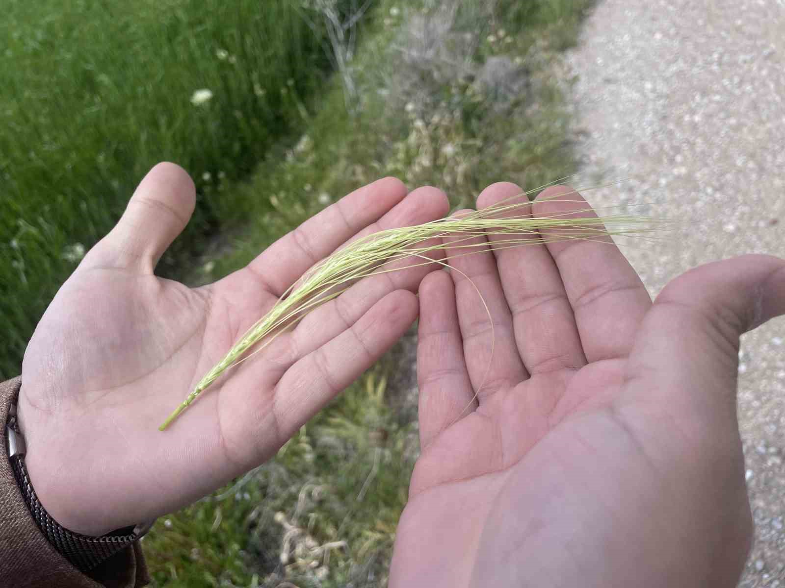 Yağışlarla rekolte beklentisi artarken, kök hastalıkları uyarısı geldi