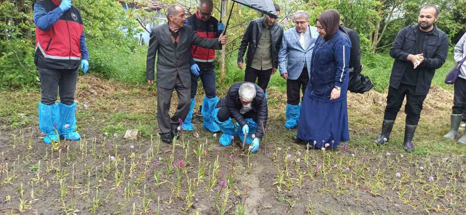Doğa y&uuml;r&uuml;y&uuml;ş&uuml;nde bulduğu salep orkidesi hayatını değiştirdi: 60 bin fideyle salep &uuml;reticisi oldu
