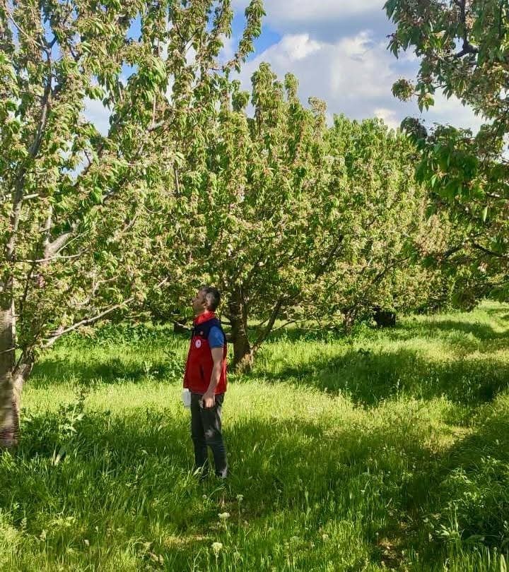 Kirazda rekoltenin arttırılması i&ccedil;in kontroller s&uuml;r&uuml;yor
