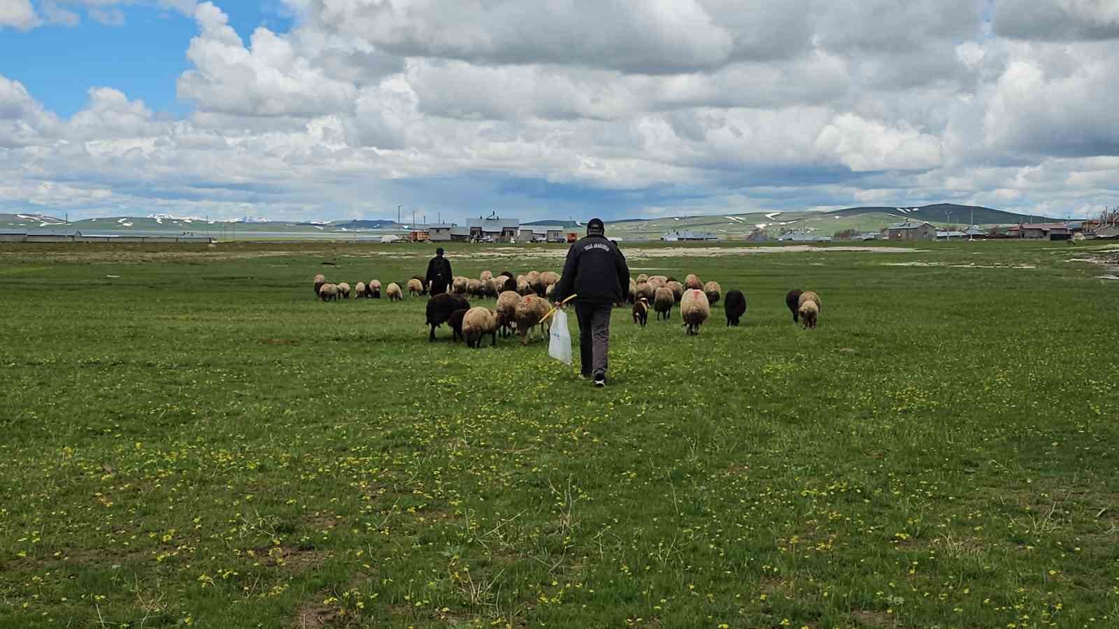Adilcevaz&rsquo;da s&uuml;r&uuml;ler yaylaya &ccedil;ıktı
