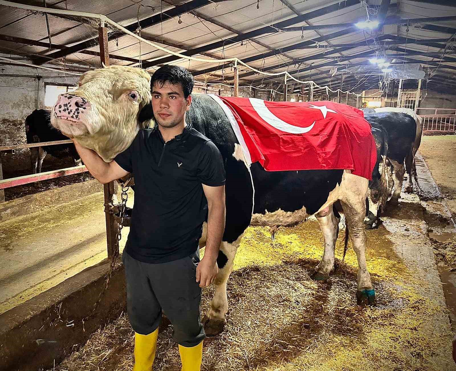 1.2 tonluk dev &rsquo;Paşa&rsquo; 650 bin liraya alıcısını buldu
