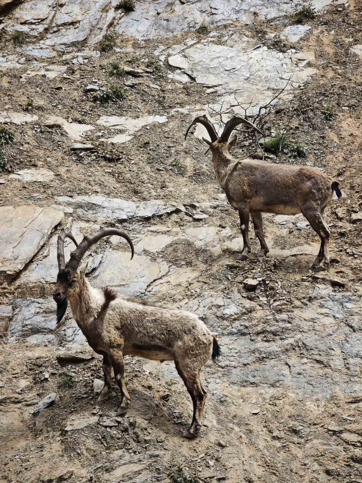 Dronu görünce kaçan dağ keçileri görüntülendi
